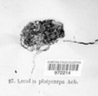 Porpidia macrocarpa f. macrocarpa image